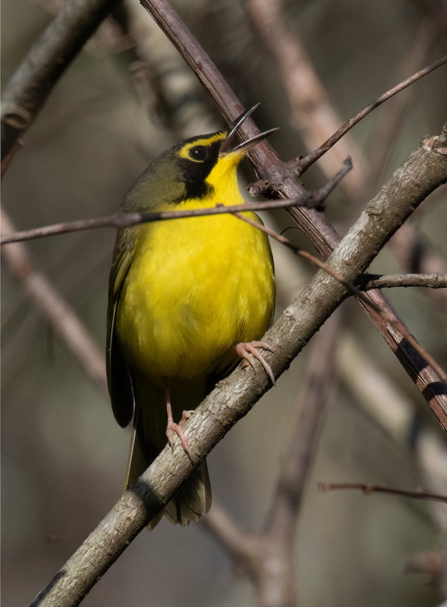 Kentucky Warbler - ML442102801