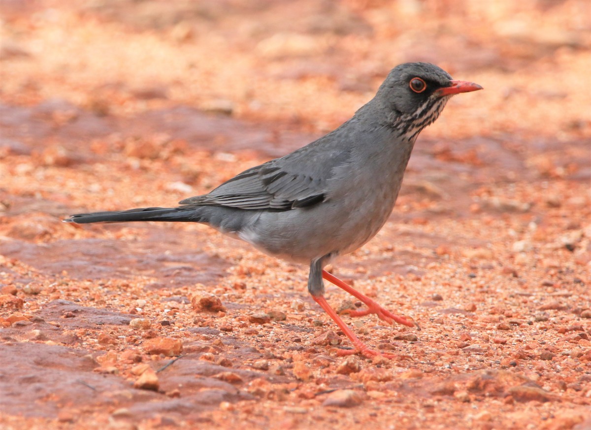 Red-legged Thrush - ML442102951