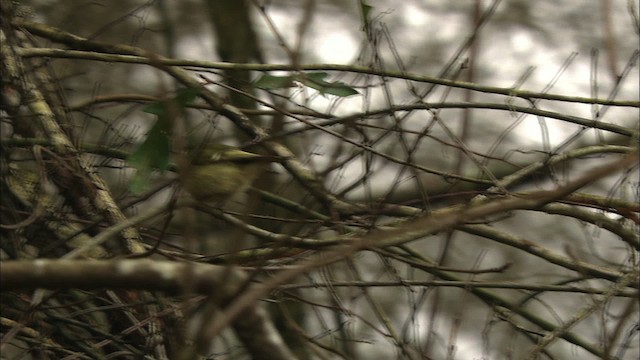 Ruby-crowned Kinglet - ML442103