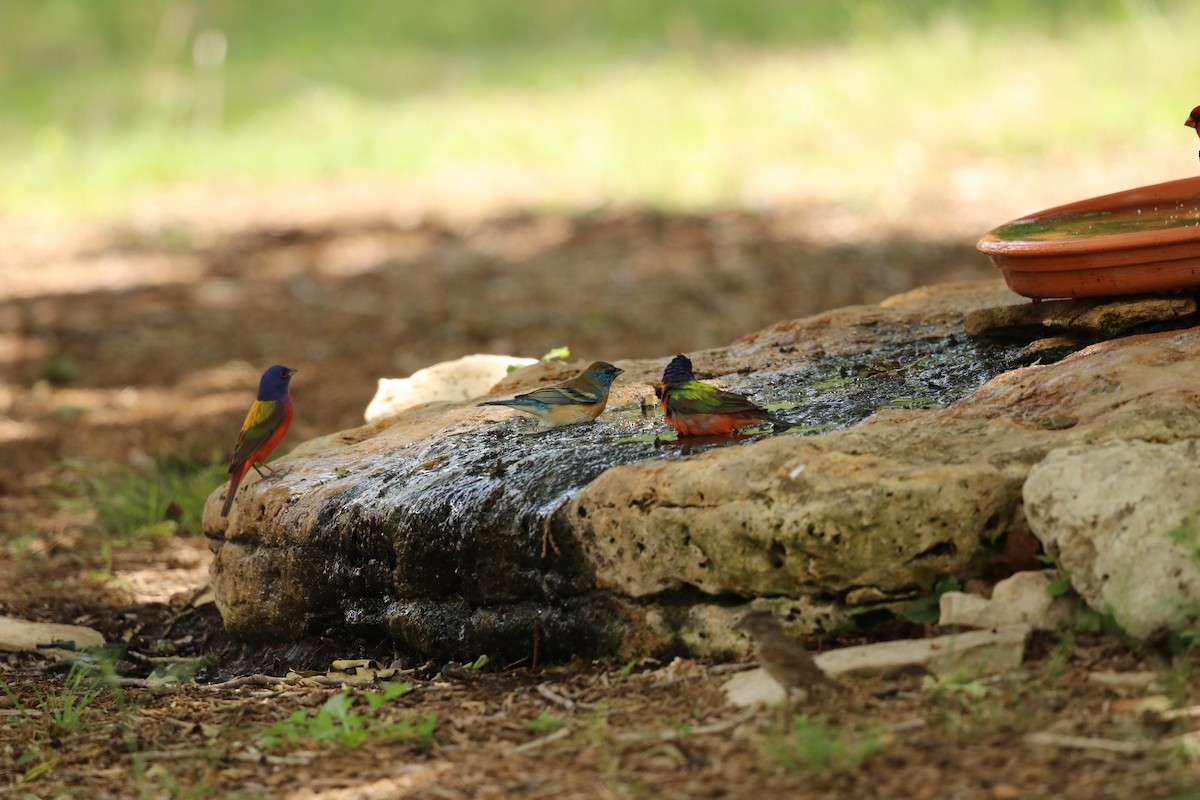 Lazuli Bunting - ML442104031