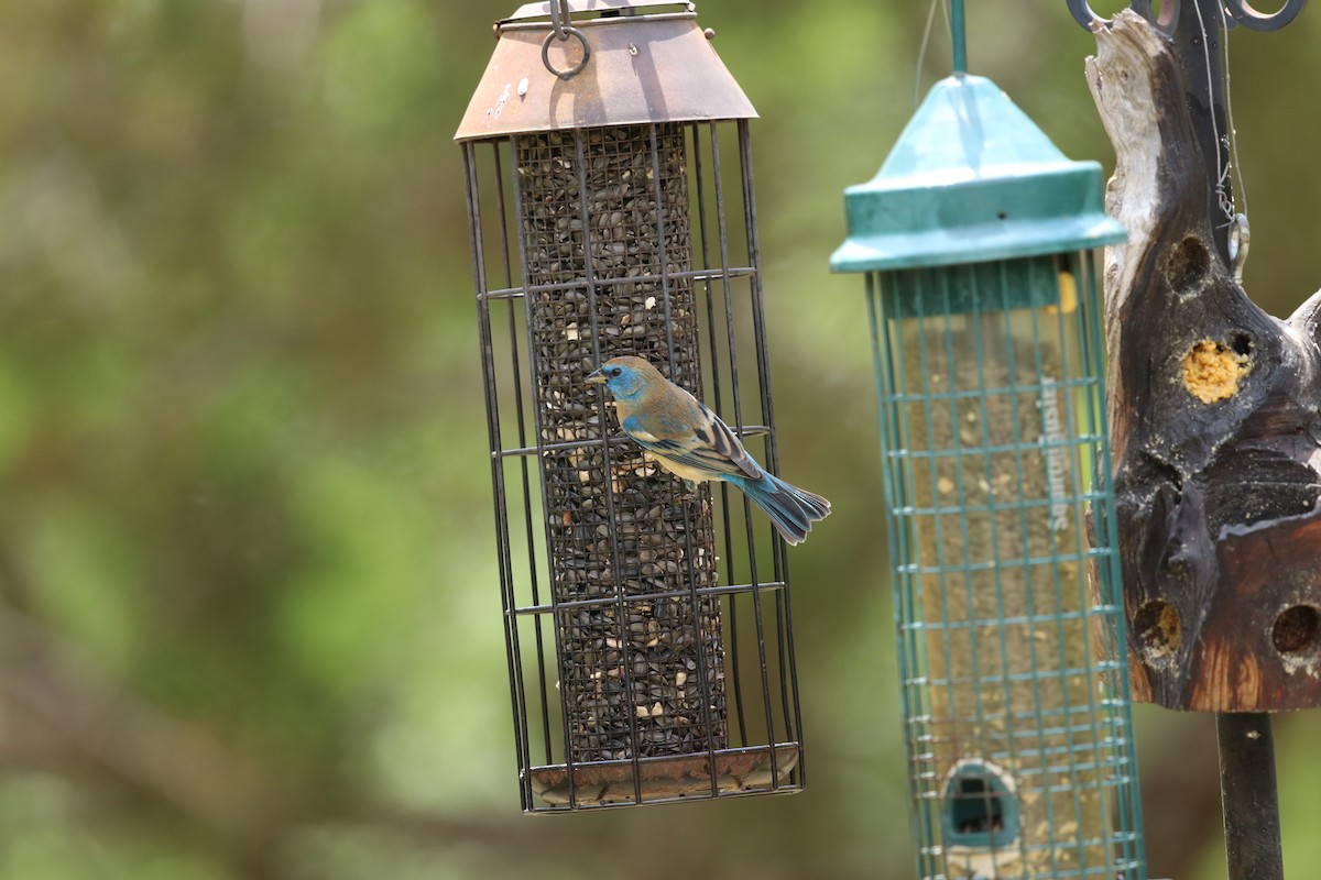 Lazuli Bunting - ML442104061