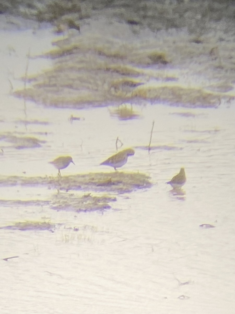 Pectoral Sandpiper - ML442105411