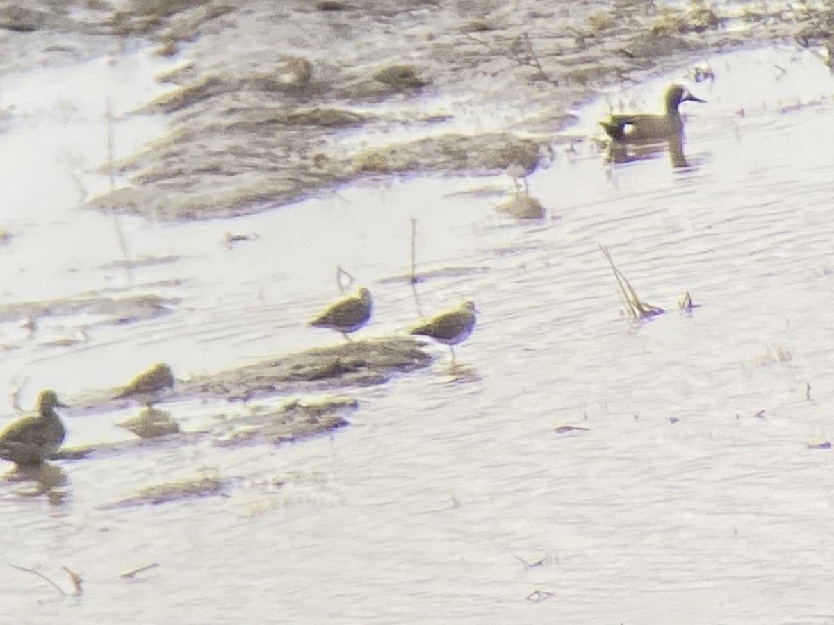 Pectoral Sandpiper - ML442105431