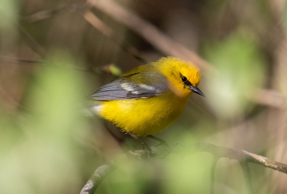 Blue-winged Warbler - ML442106221