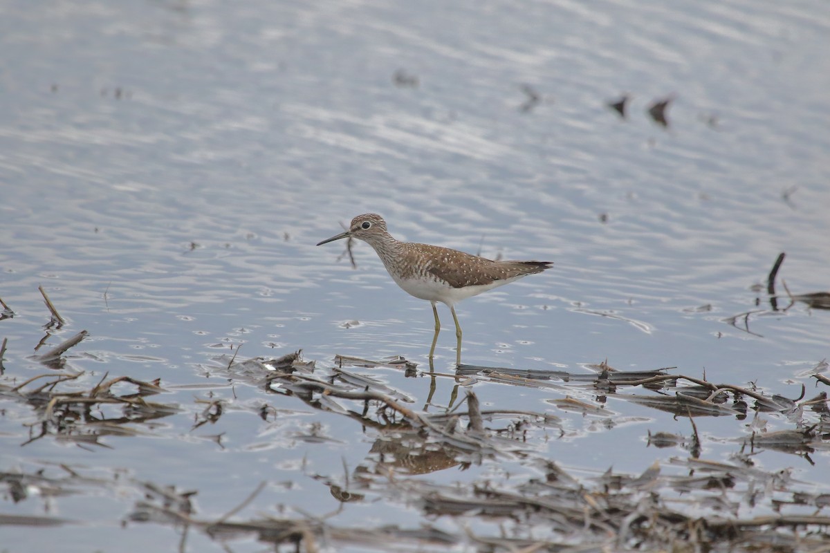 Solitary Sandpiper - ML442108281