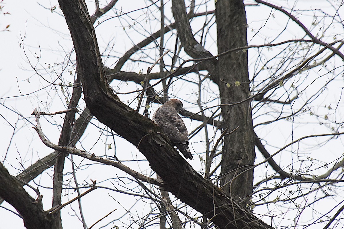 Broad-winged Hawk - ML442109021