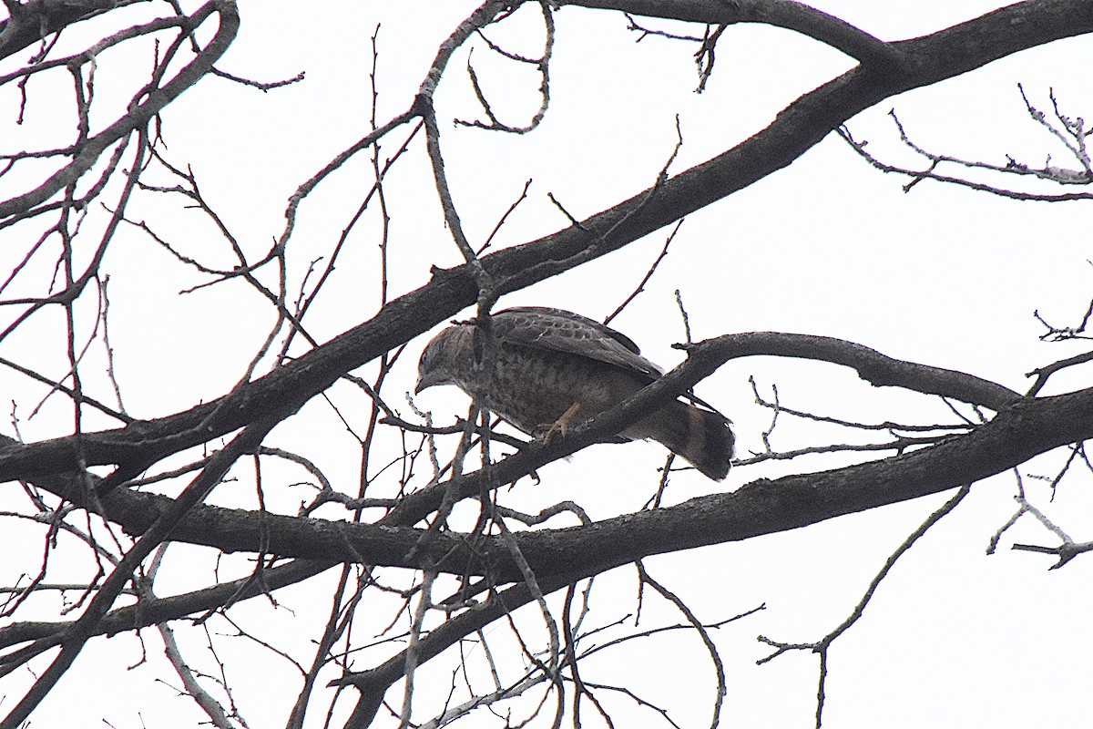 Broad-winged Hawk - ML442109151