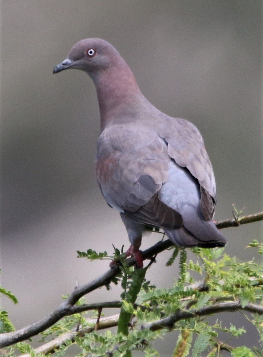 Plain Pigeon - ML442109481