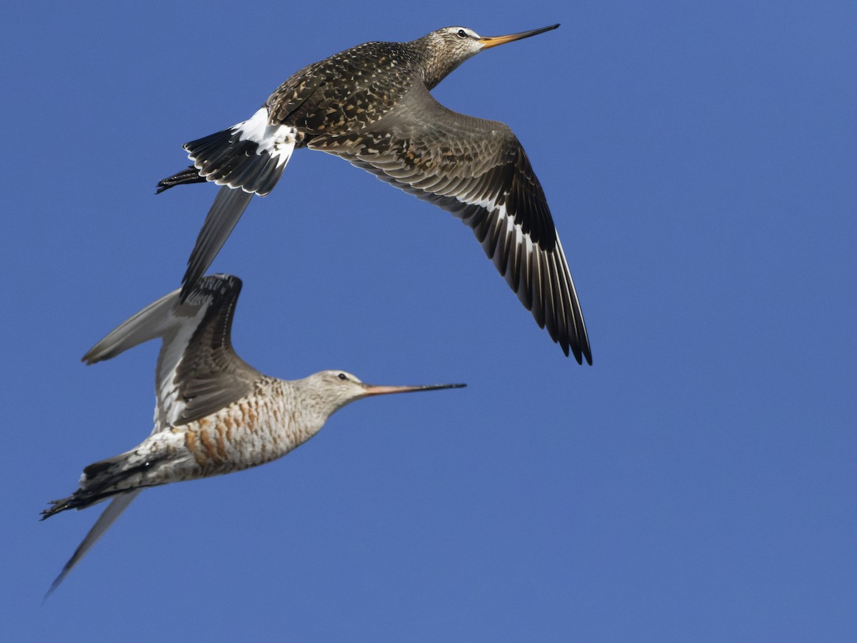 Hudsonian Godwit - Alan Van Norman