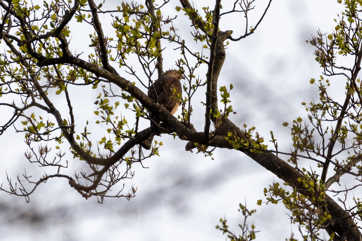 Broad-winged Hawk - Jeff Seifert