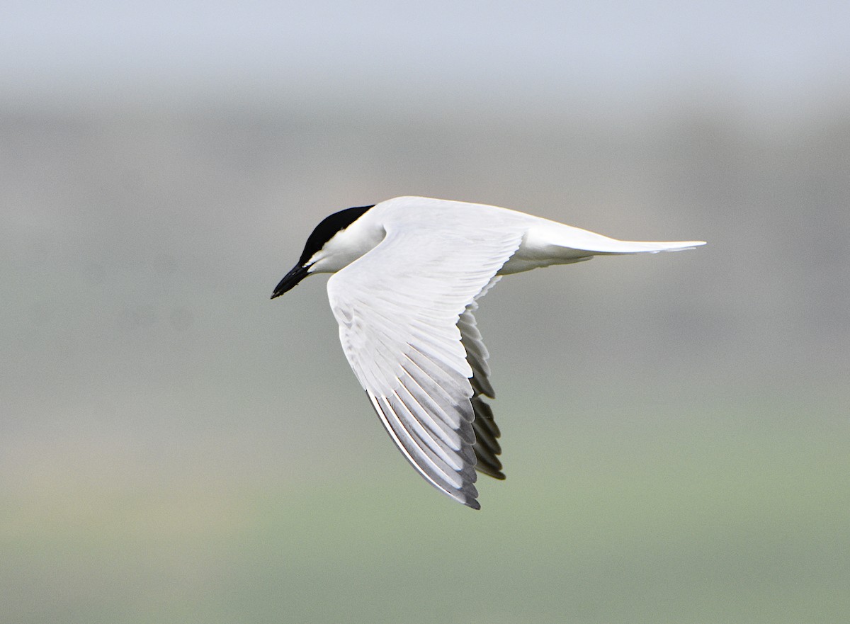 Gull-billed Tern - ML442111691