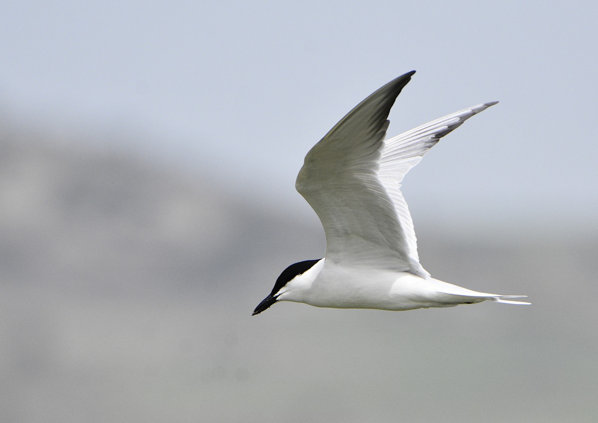 Gull-billed Tern - ML442111701