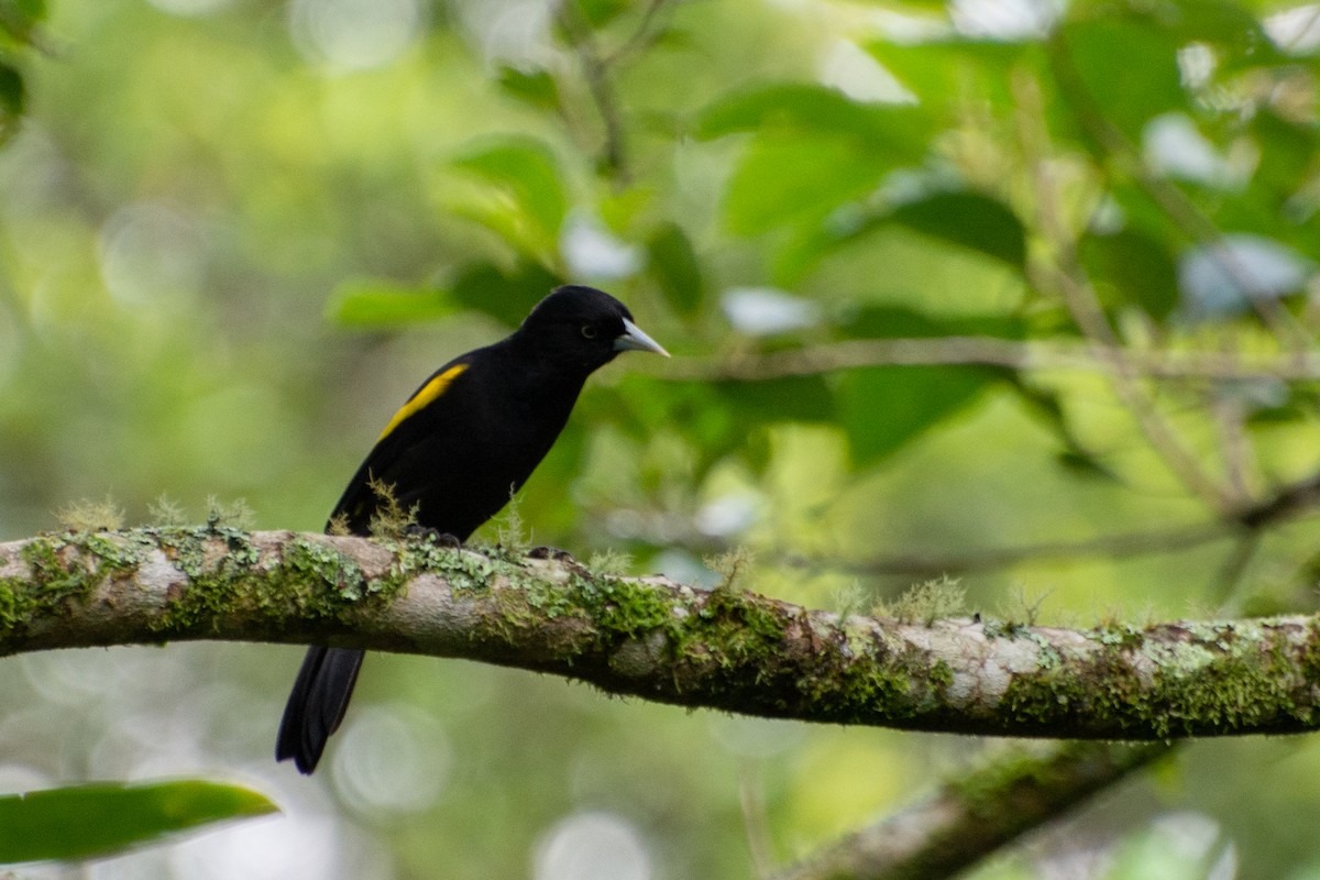 Golden-winged Cacique - ML442112151