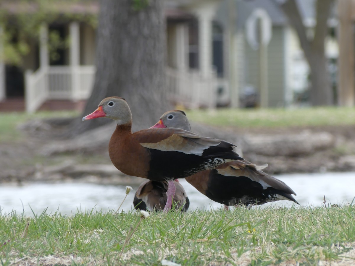 Black-bellied Whistling-Duck - Franklin Miller