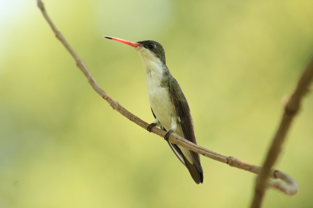 Green-fronted Hummingbird - Felipe Valencia Uriostegui