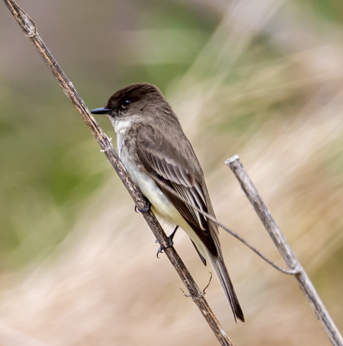 Eastern Phoebe - ML442116881