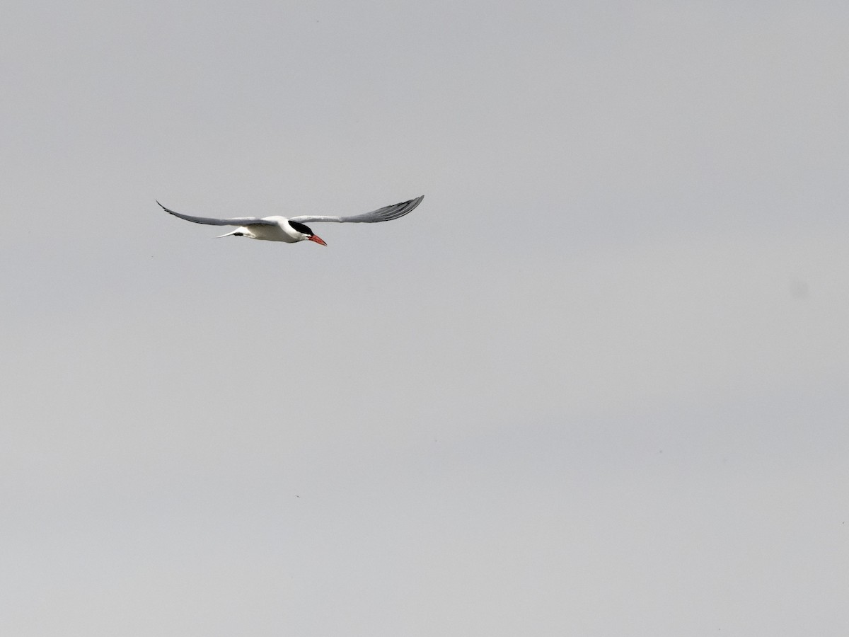 Caspian Tern - ML442117771