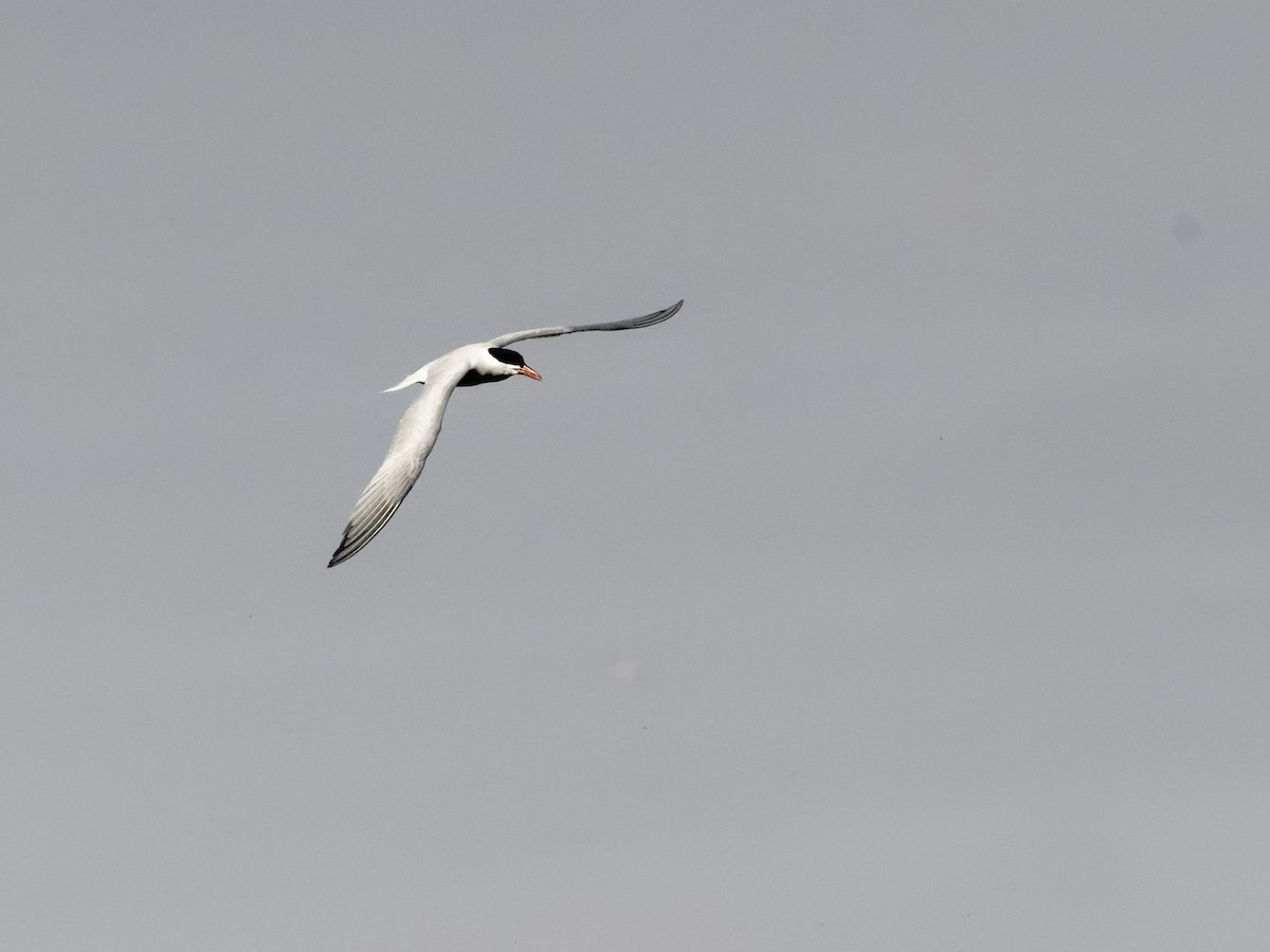 Caspian Tern - ML442117811