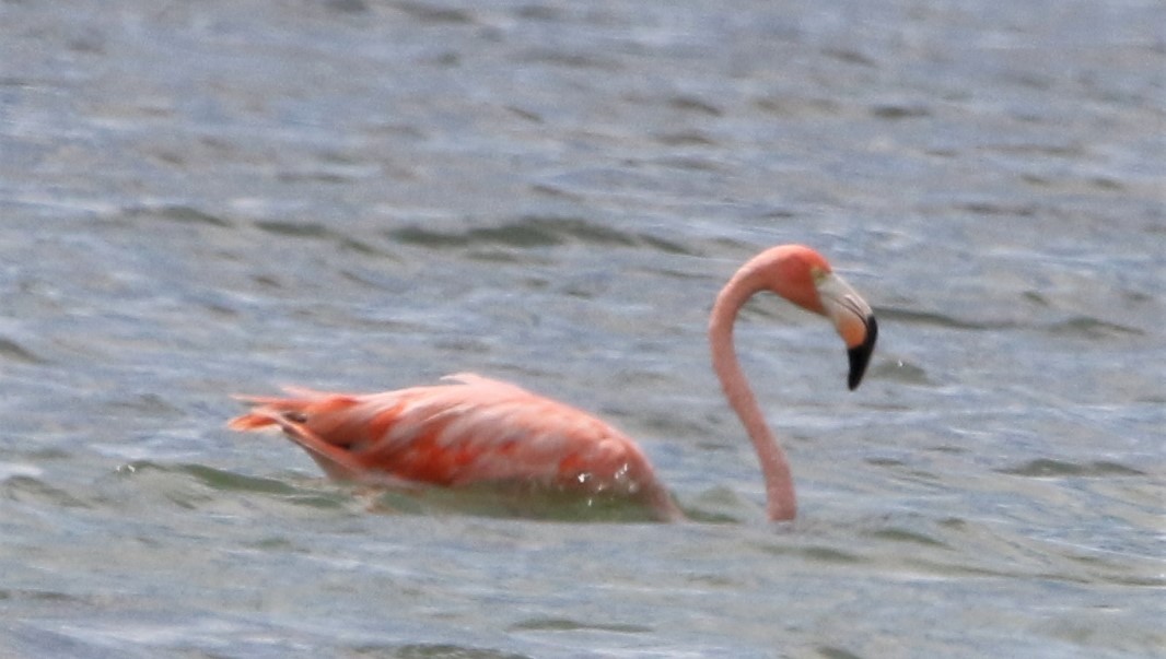 American Flamingo - ML442118231