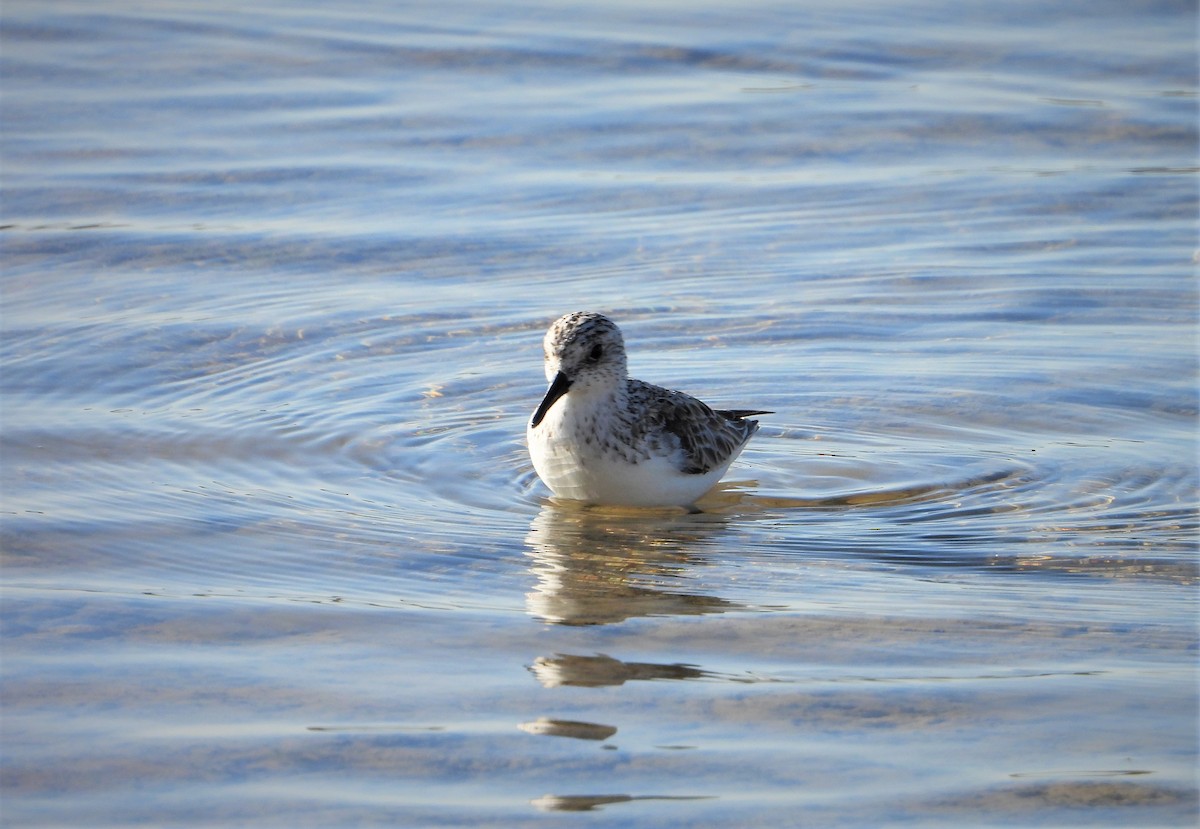 Sanderling - Lori Shuler