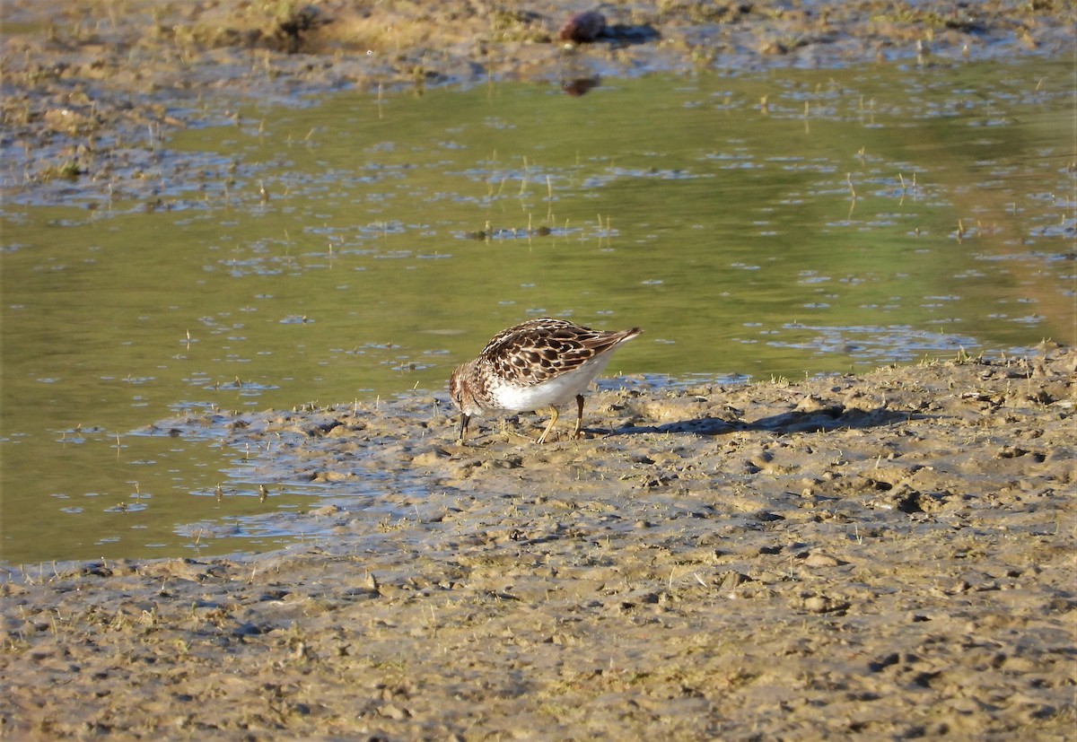 Least Sandpiper - ML442118281