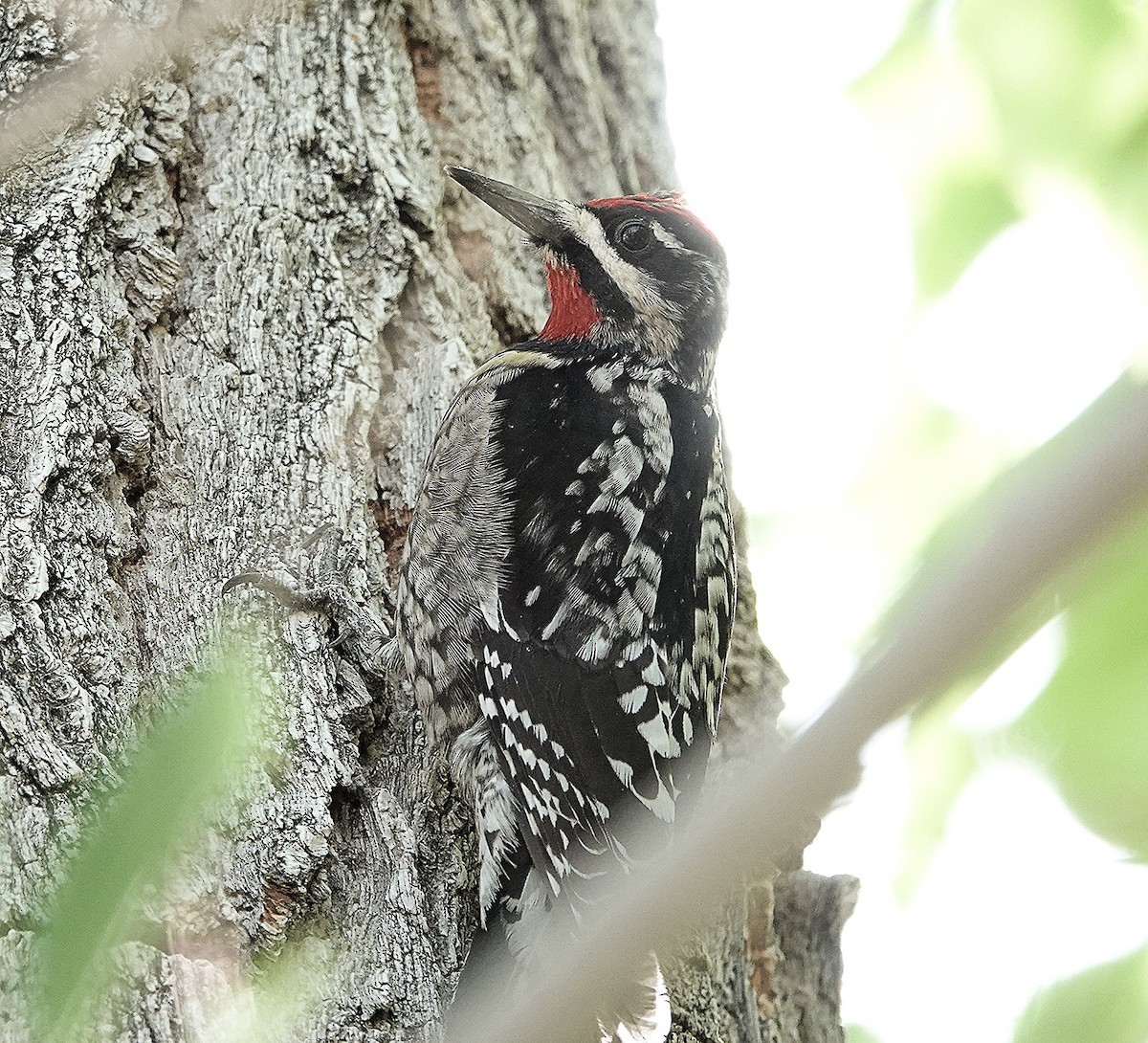 Sphyrapicus sp. - ML442118381