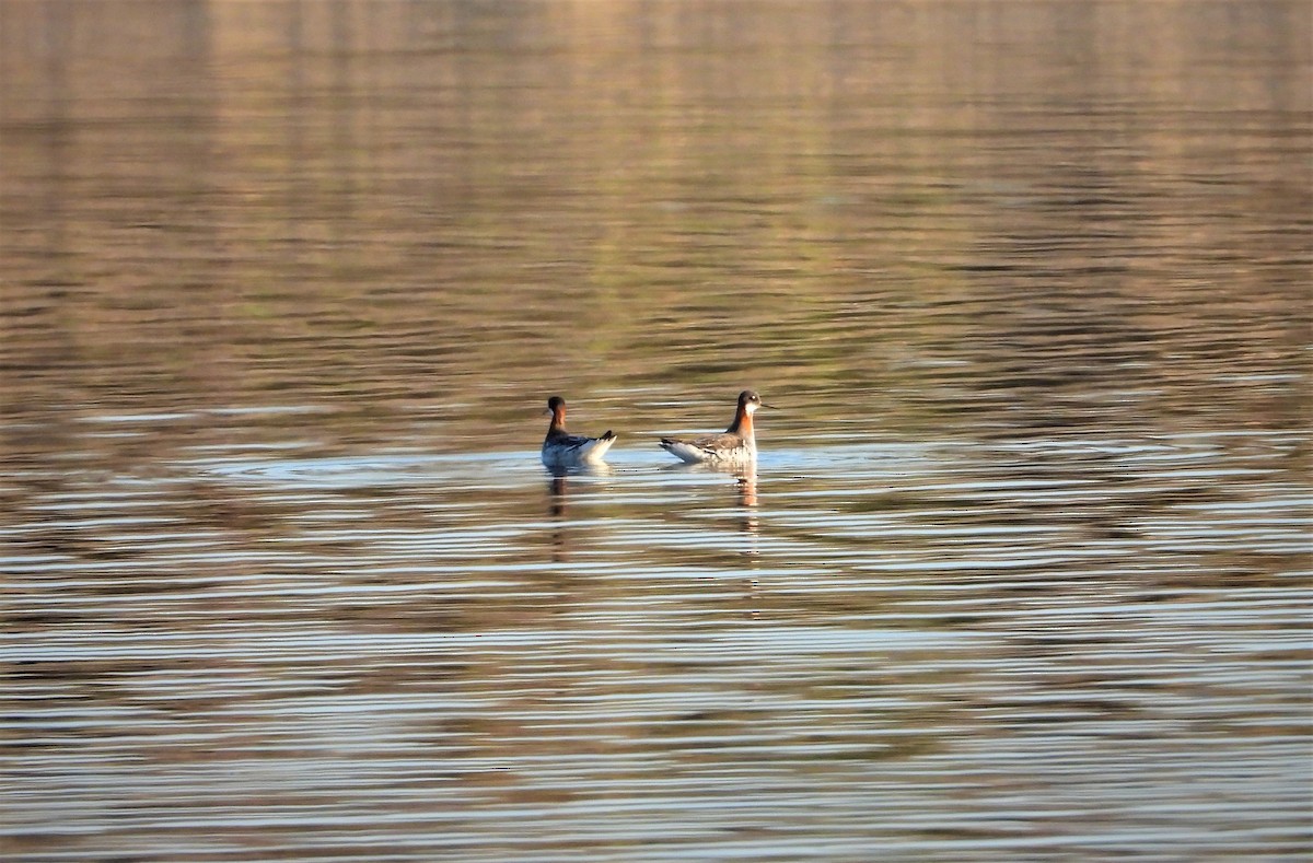 Red-necked Phalarope - ML442118471