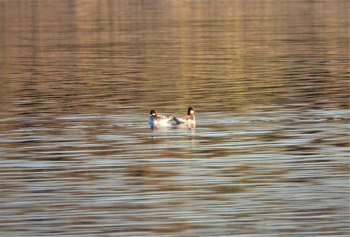 Red-necked Phalarope - Lori Shuler