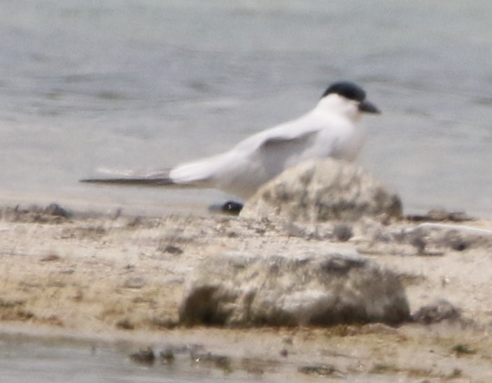 Gull-billed Tern - ML442118961