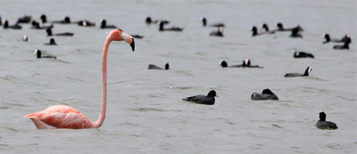 Amerika Flamingosu - ML442119231