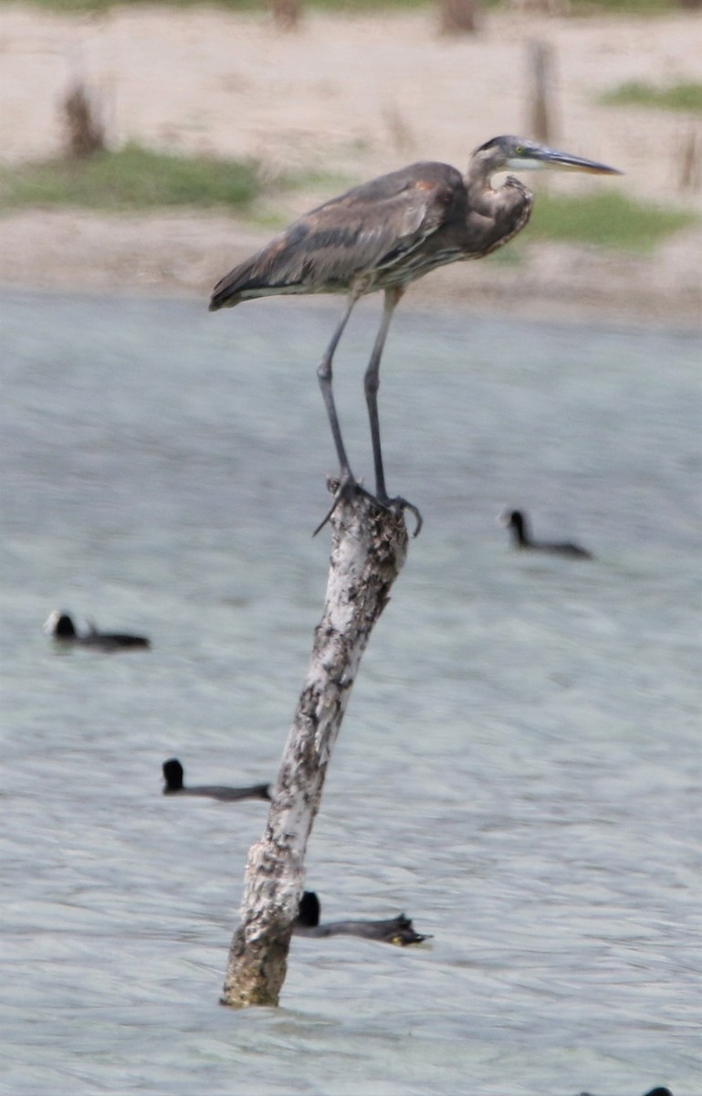 Great Blue Heron (Great Blue) - ML442119511