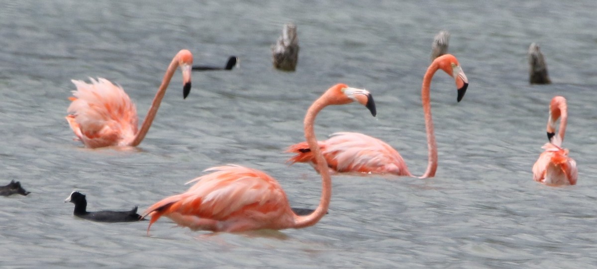 Amerika Flamingosu - ML442119631