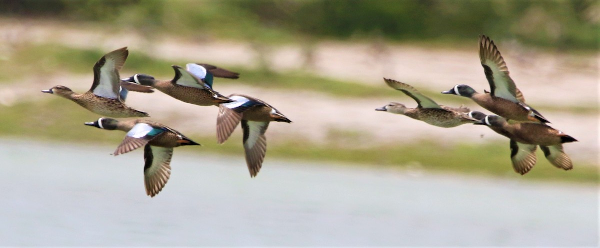 Blue-winged Teal - Daniel Lebbin