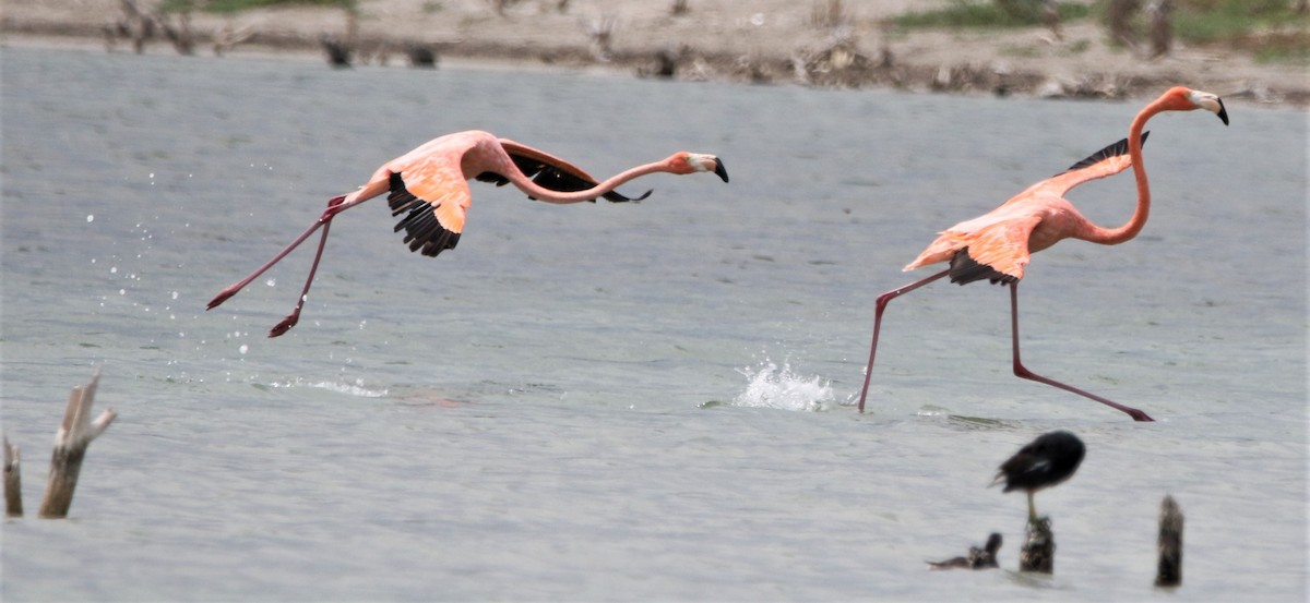 American Flamingo - ML442120221