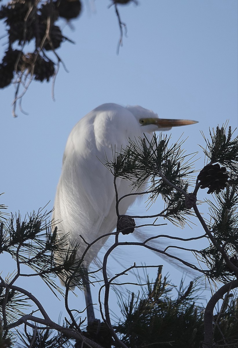 Египетская цапля (ibis) - ML442120641