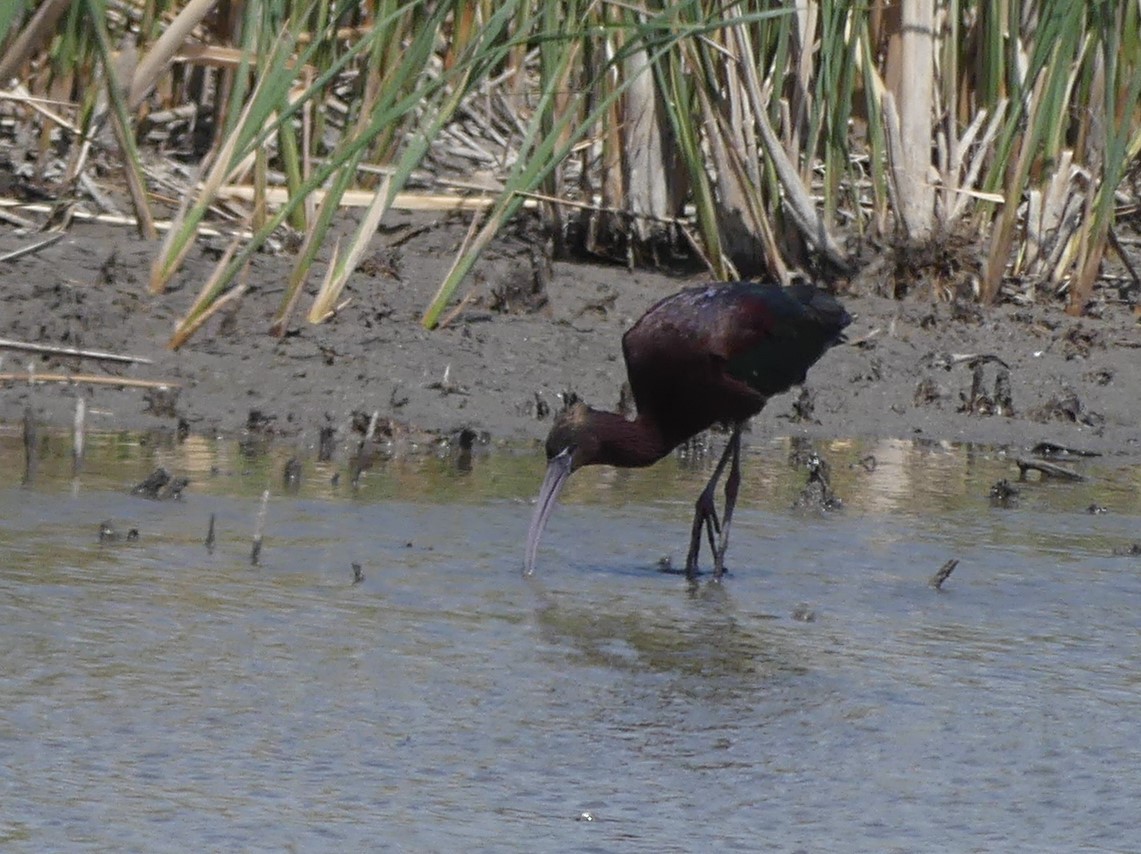 Glossy Ibis - ML442121891