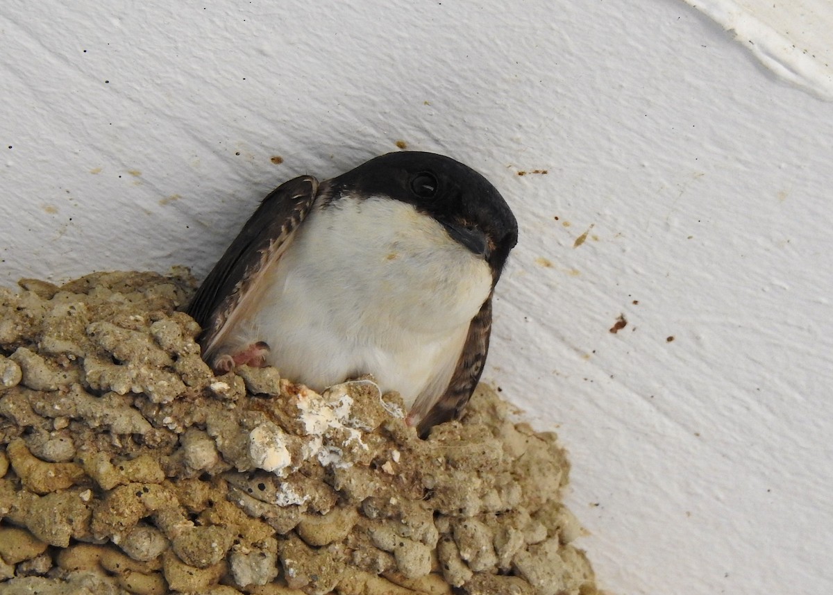 Western House-Martin - ML442123121