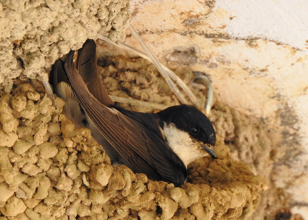 Western House-Martin - ML442123131