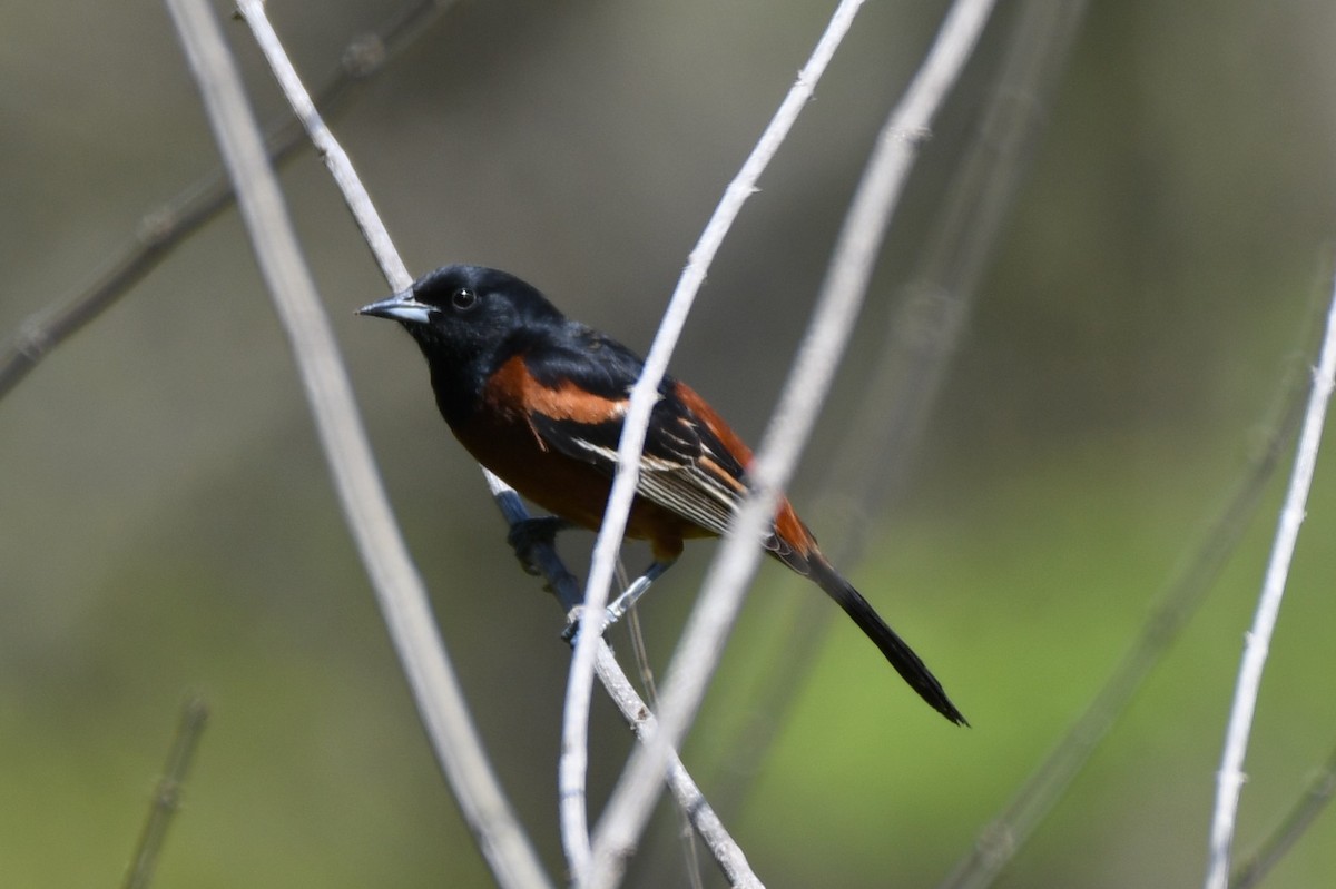 Orchard Oriole - ML442123391