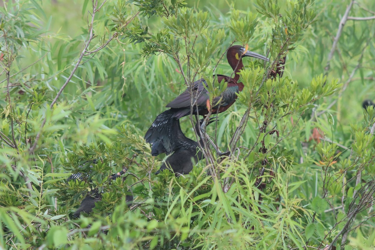 Glossy Ibis - ML442123911