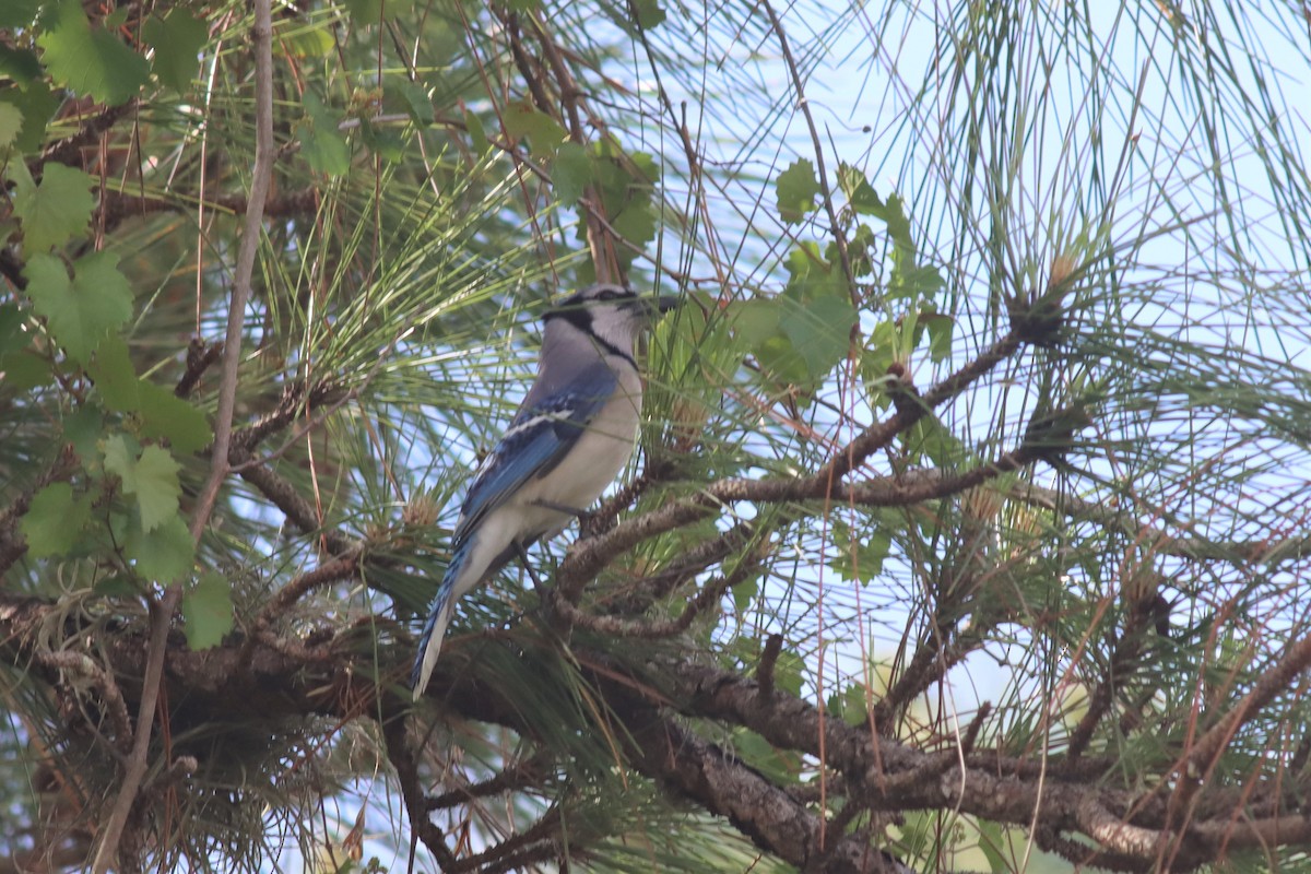 Blue Jay - ML442124381