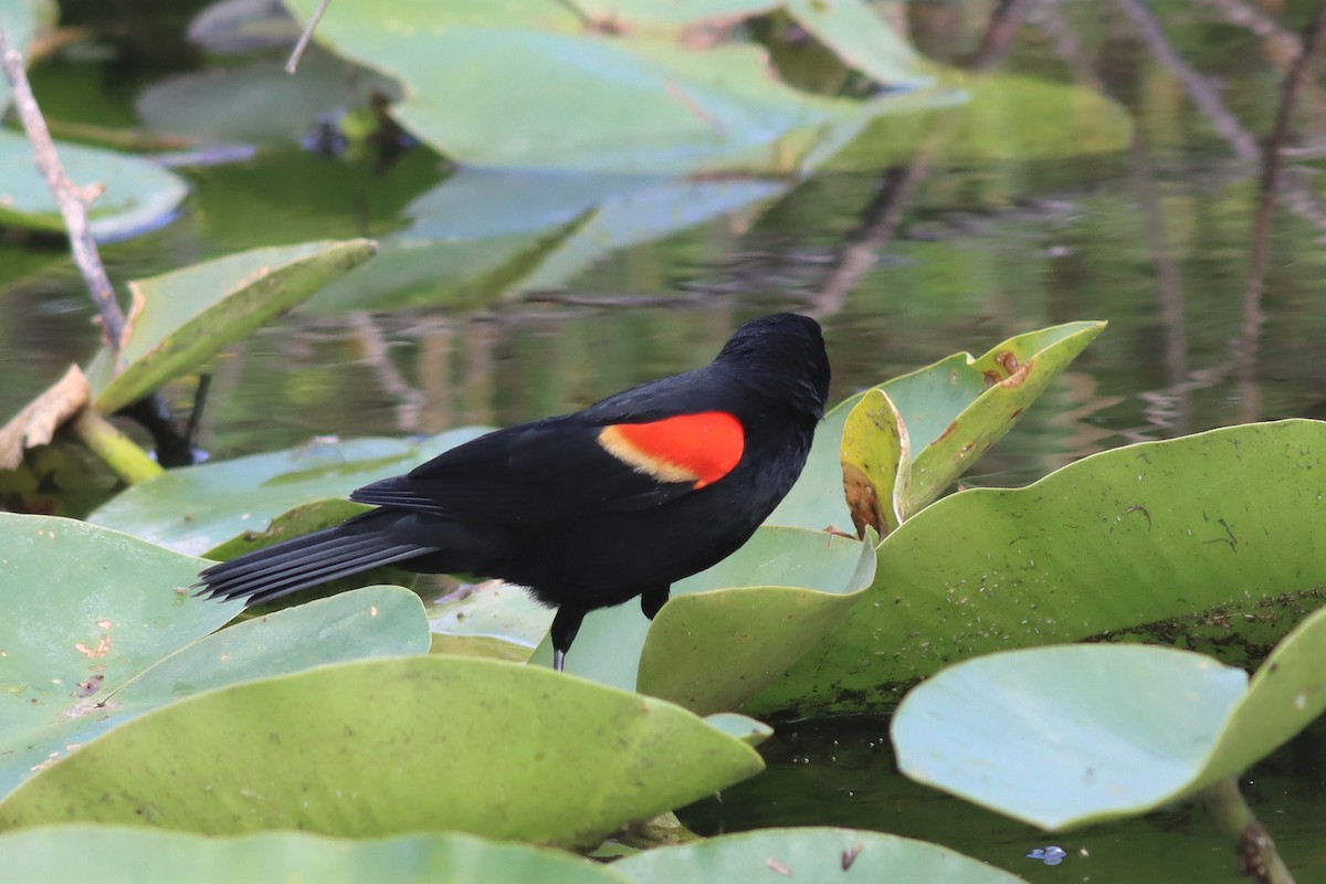 Red-winged Blackbird - Margaret Viens