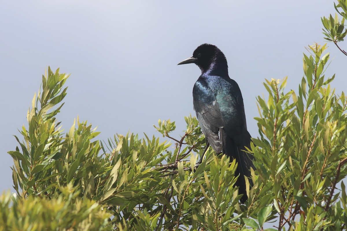 Boat-tailed Grackle - Margaret Viens