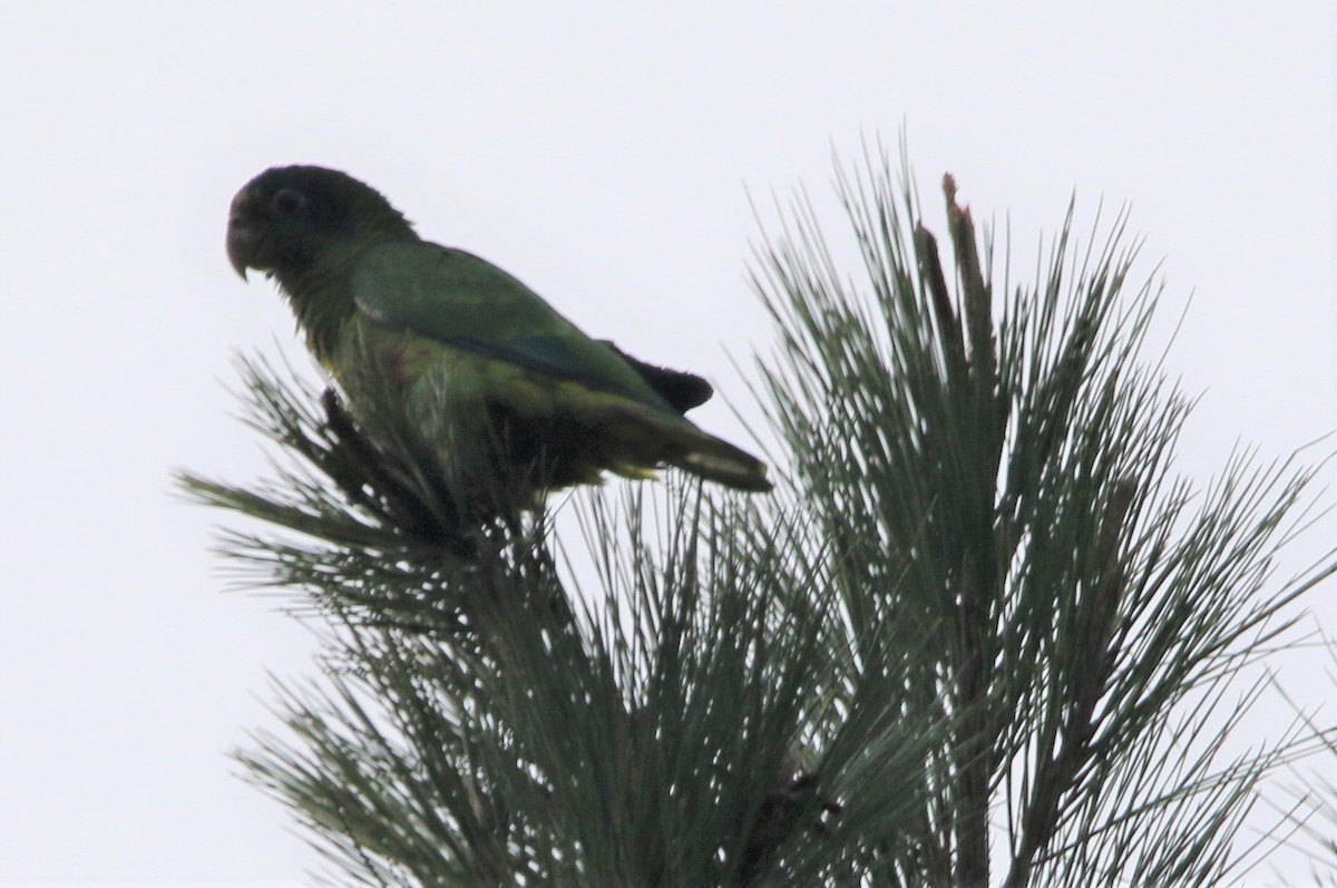 Hispaniolan Parrot - Daniel Lebbin