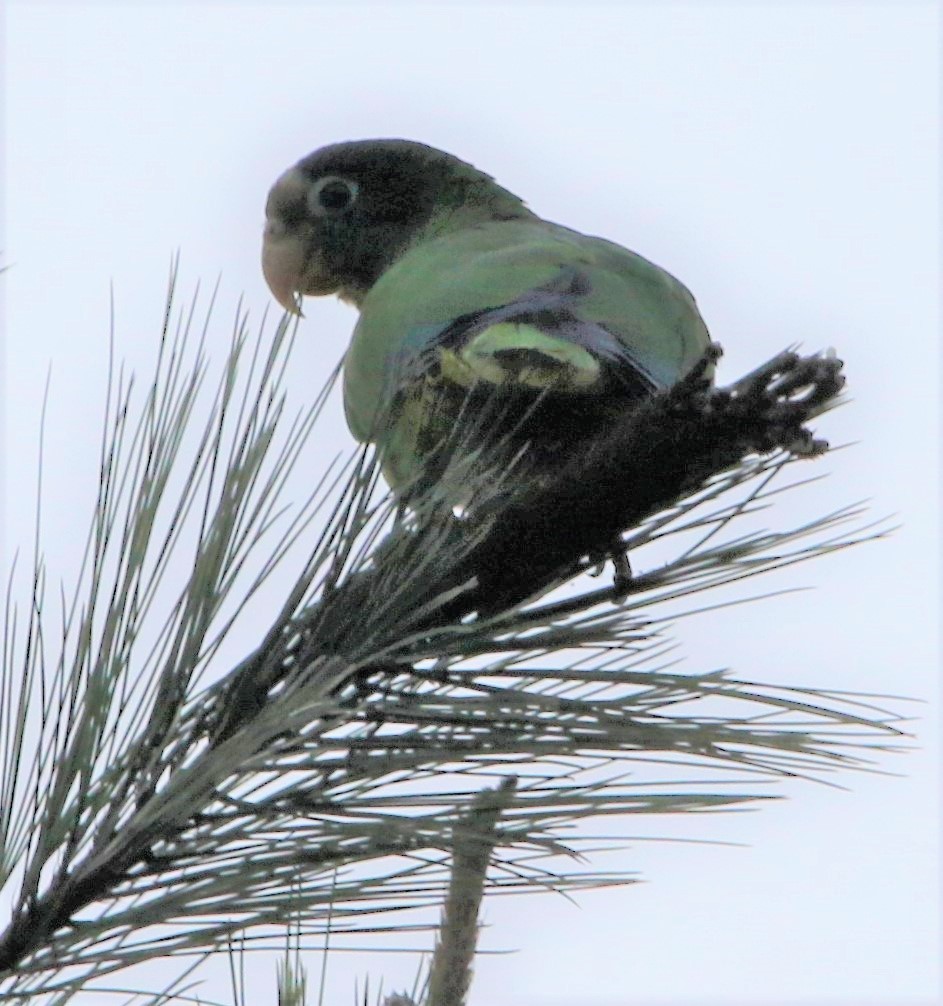 Hispaniolan Parrot - ML442127181