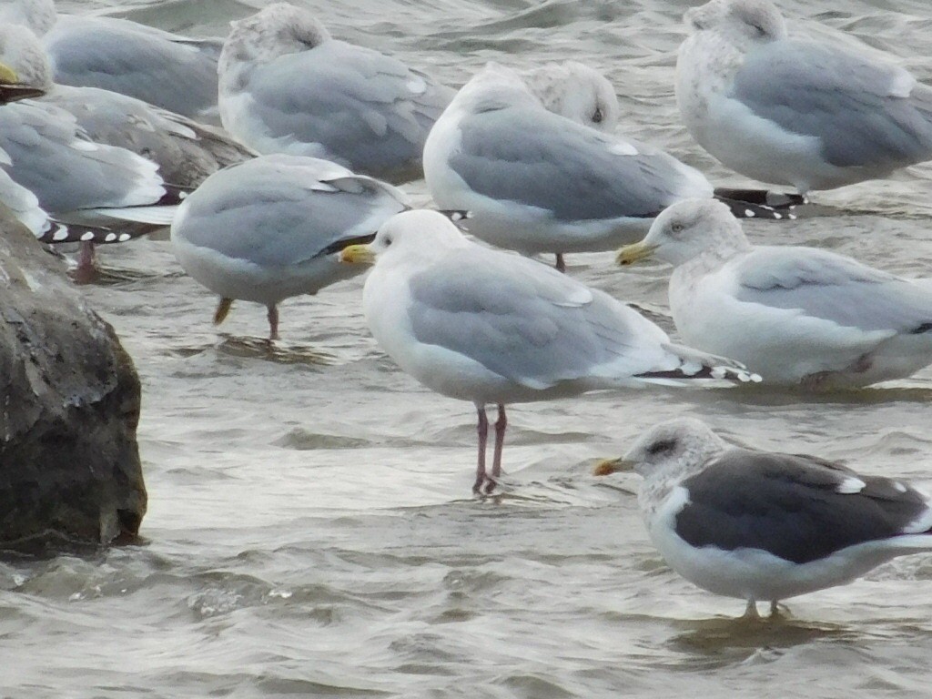 Iceland Gull (kumlieni) - ML44212771