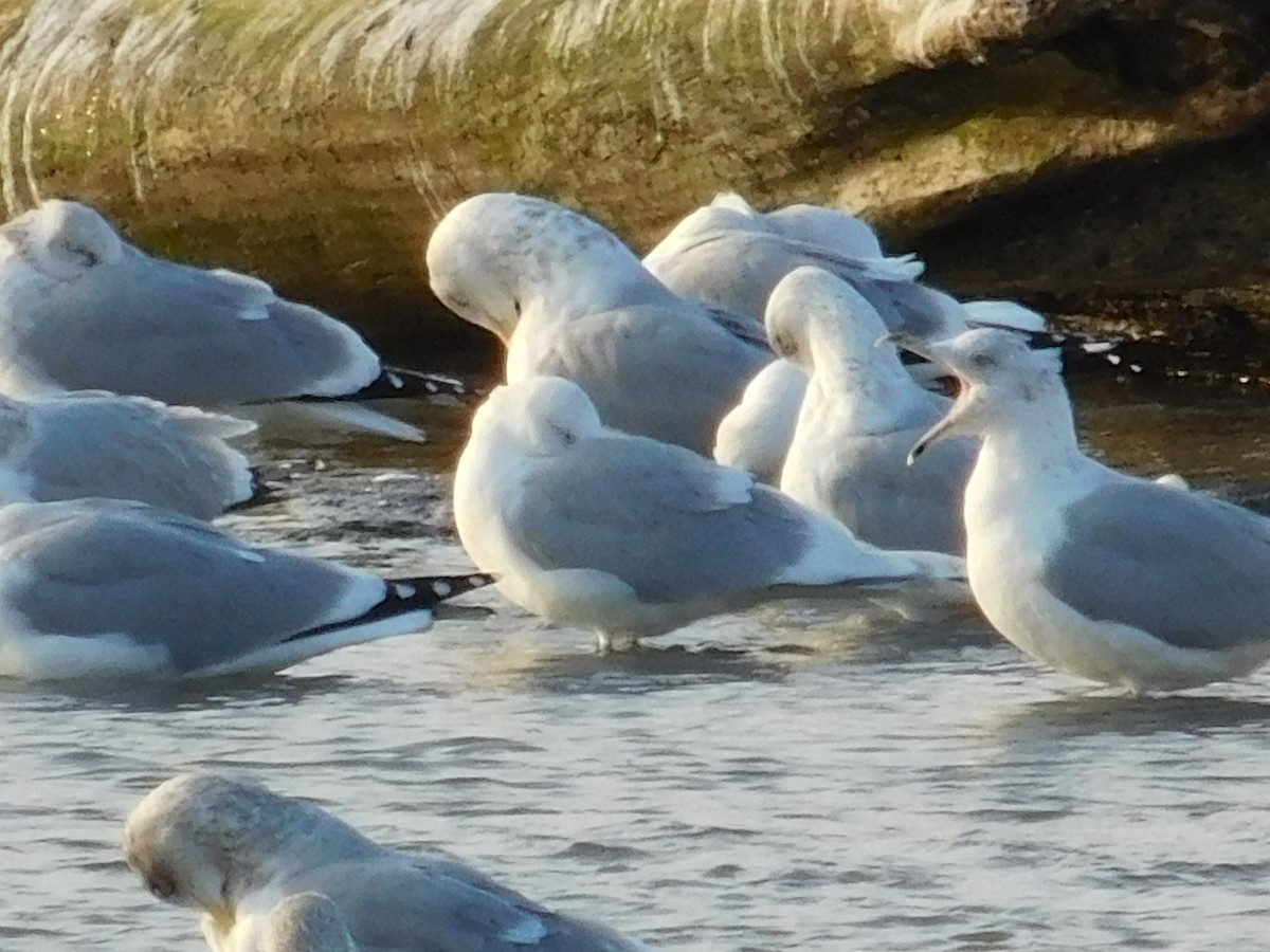 Iceland Gull (kumlieni) - ML44212861