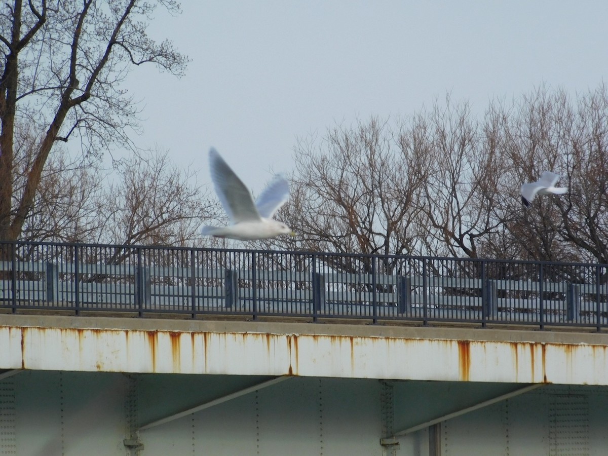 Iceland Gull (kumlieni) - ML44212871