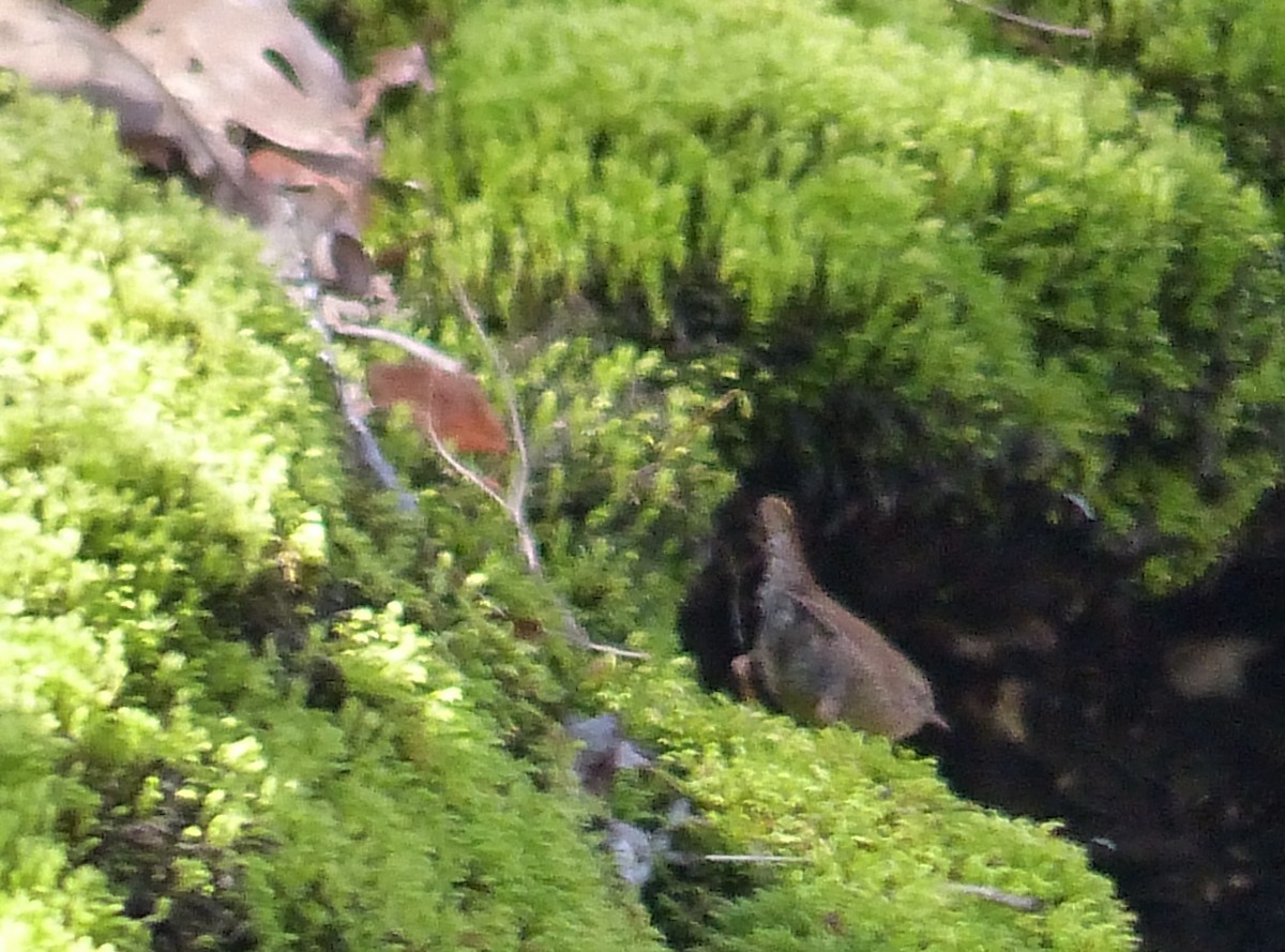 Winter Wren - ML442128771