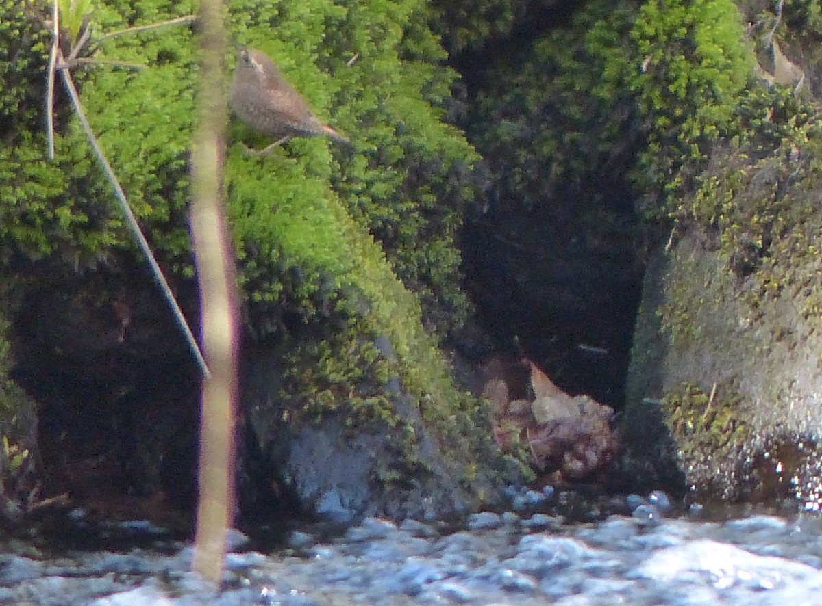Winter Wren - ML442128791